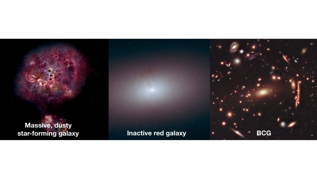 The possible evolution of an unusual monster galaxy is shown from left to right, from its beginning as a massive galaxy bursting with star formation, transitioning to a dead galaxy and perhaps its eventual fate: becoming a bright cluster galaxy.