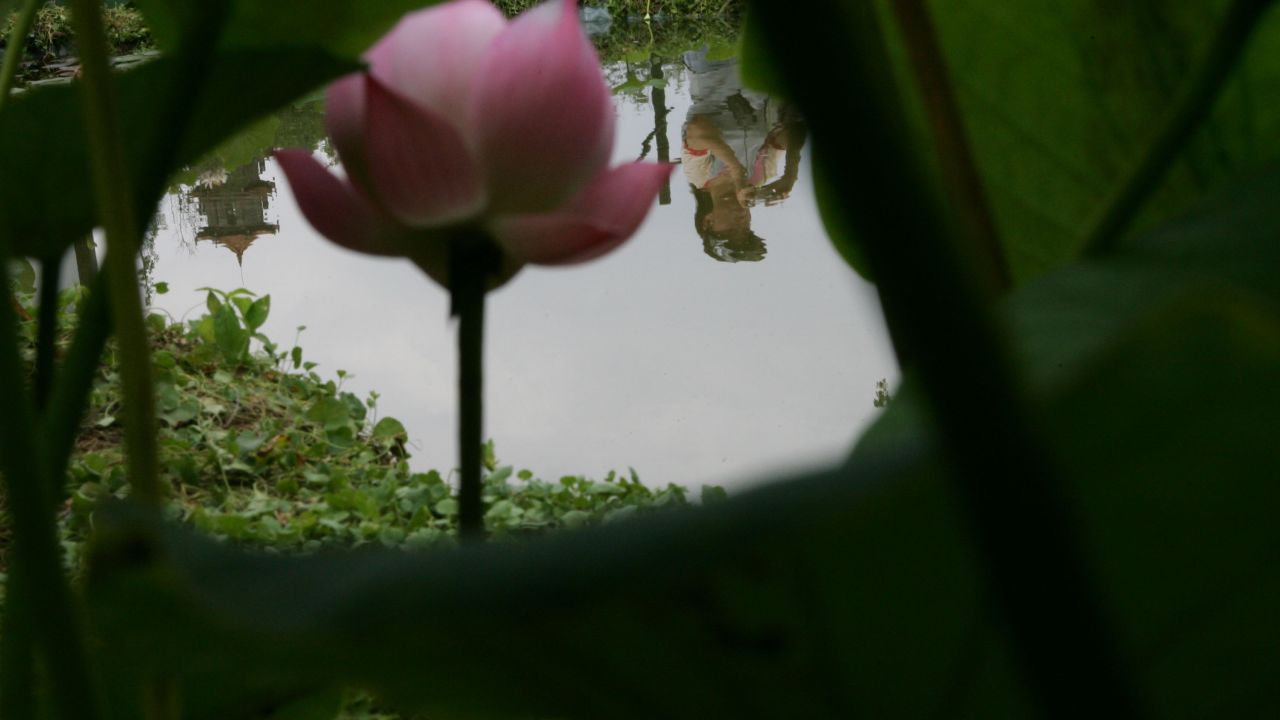 A lotus blossoms at the 21st National Lotus Exhibition on June 30, 2007, in Wuhan, China.