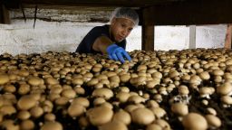 A worker collecting white button mushrooms at Buona Foods factory in Chester County, Pennsylvania.