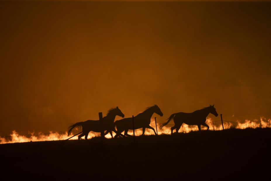 Horses panic as a fire burns near Canberra, Australia, on Saturday, February 1.