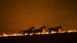 CANBERRA, AUSTRALIA - FEBRUARY 01: Horses panick as a spot fire runs through the property of Lawrence and Clair Cowie on February 01, 2020 near Canberra, Australia. The couple stayed to defend their home, with the spot fire destroying part of the property. Chief Minister Andrew Barr declared a State of Emergency on Friday, as the Orroral Valley bushfire continues to burn out of control. Hot and windy weather conditions forecast for the weekend are expected to increase the bushfire threat to homes in the Canberra region. It is the worst bushfire threat for the area since 2003, when four people died and 470 homes were destroyed or damaged. (Photo by Brook Mitchell/Getty Images)