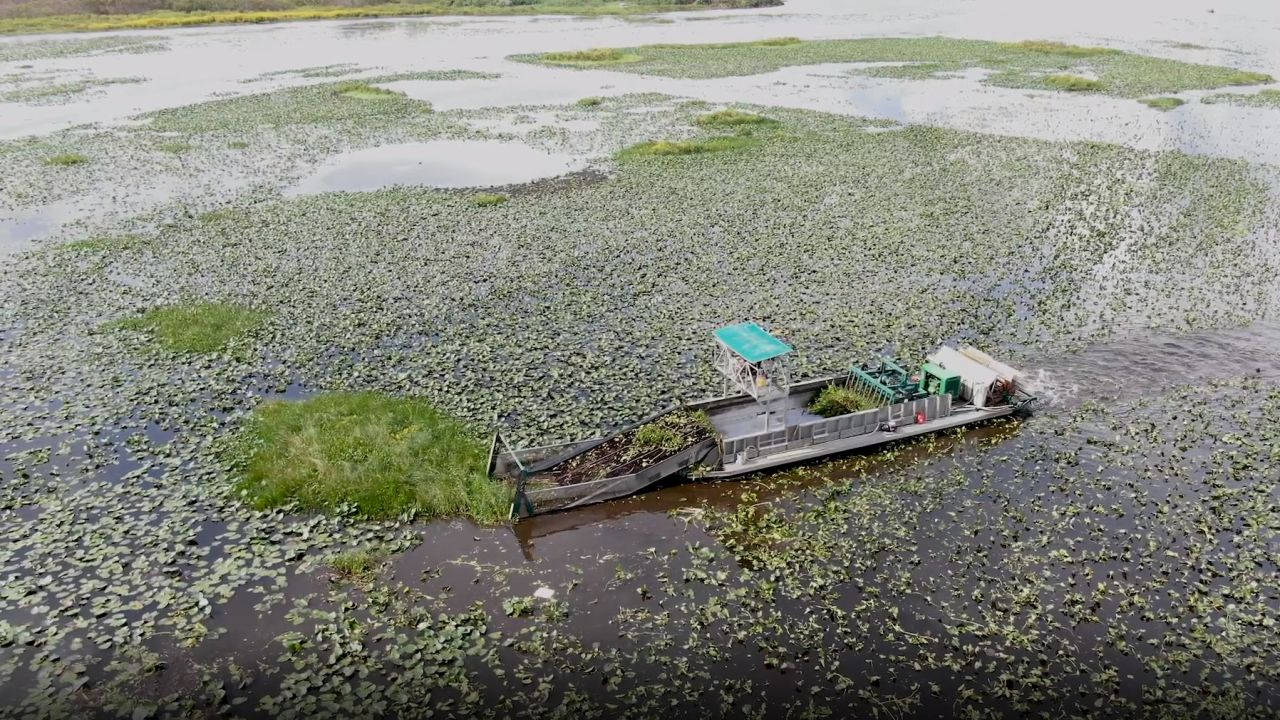 Mechanical harvesters can cut weeds without the need for herbicides.