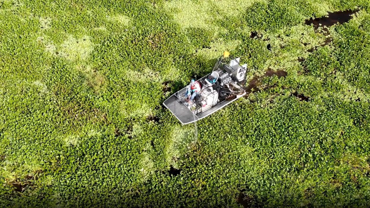 The Florida Fish and Wildlife Conservation Commission takes action against fast-growing plants that can clog waterways.