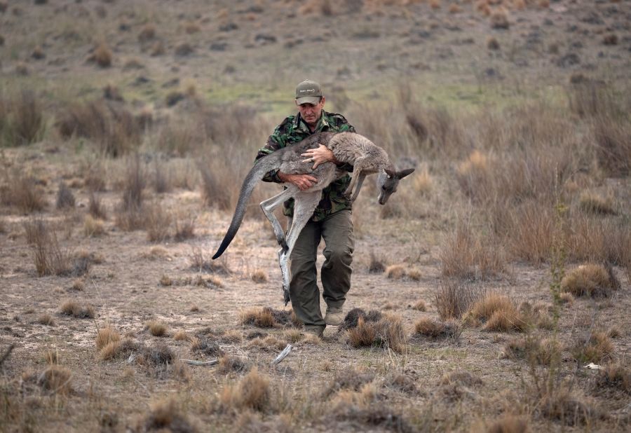 Animal rescuer Marcus Fillinger carries a burned kangaroo on February 4 in Peak View, Australia. Fillinger tranquilized the wounded animal for transport to a recovery center.