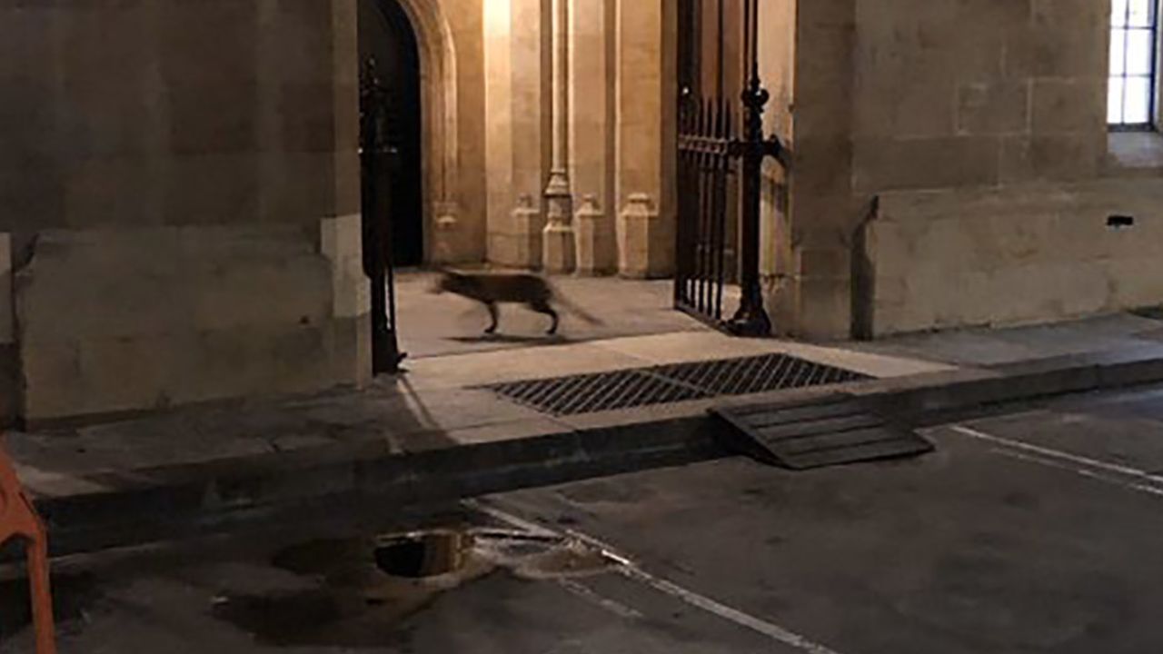 A fox was seen infiltrating the UK Parliament on Thursday night.