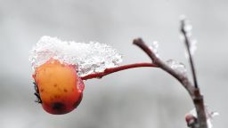 A tree with berries is covered in snow and ice Friday, Feb. 7, 2020 in  Franklin, Tenn.