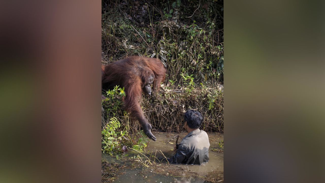The orangutan held out its hand to the man, who was clearing snakes from a river as part of efforts to protect the endangered apes. 