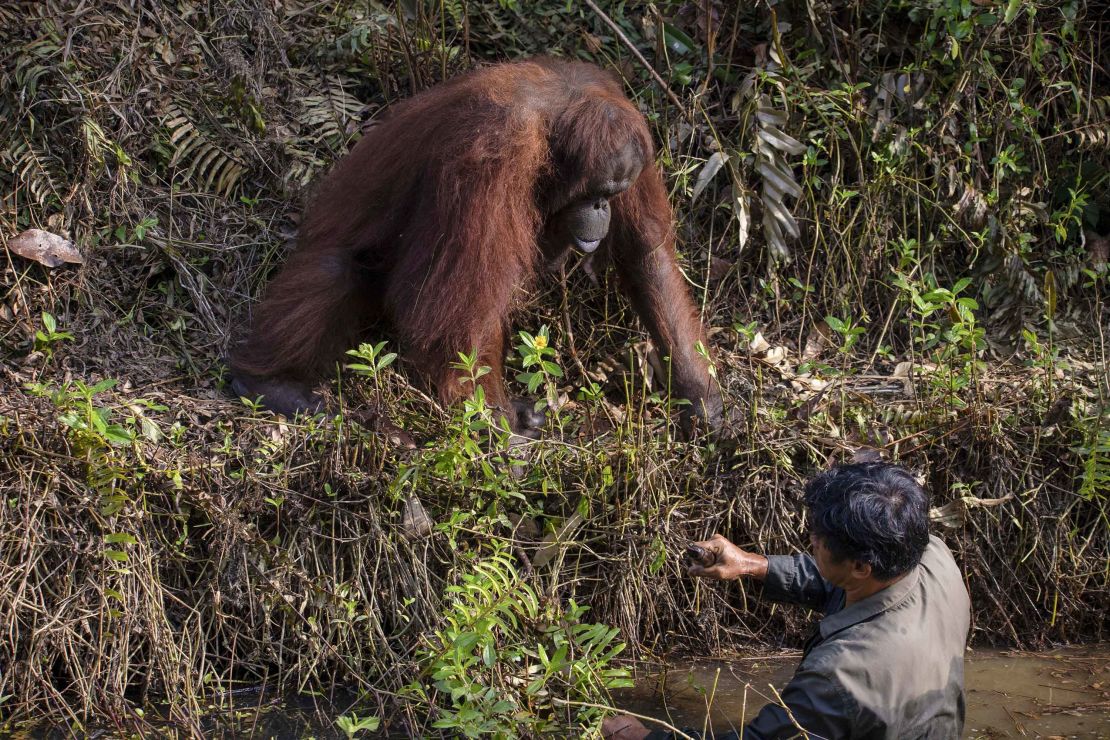 The great ape appeared to be trying to help the warden, who was standing in a muddy, flowing river.