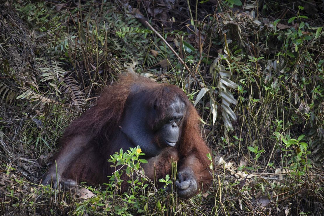 This orangutan saw a man wading in snake-infested water and decided to  offer a helping hand | CNN
