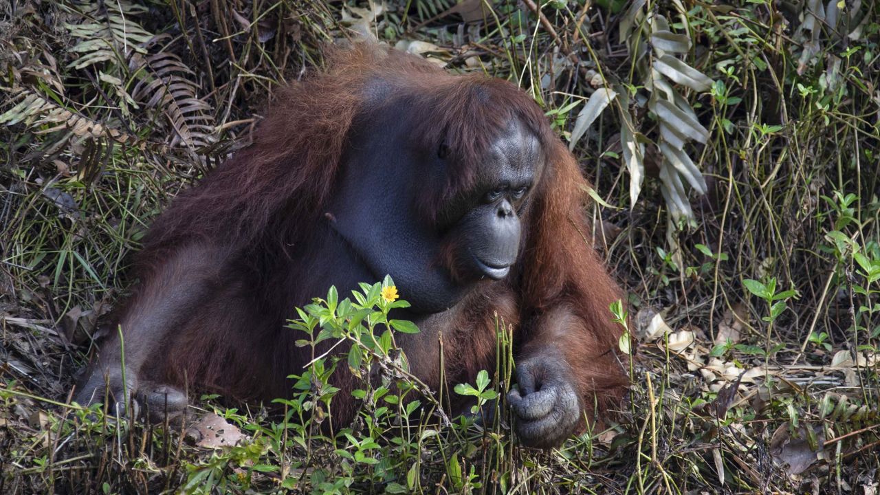 The conservation forest is maintained by Borneo Orangutan Survival Foundation, which protects the critically endangered species from hunters and habitat destruction until they can be returned to the wild.