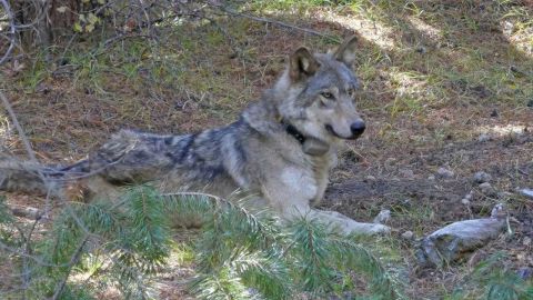 The gray wolf OR-54 was captured and tagged in 2017 and wandered as far south as Nevada.