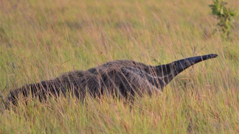 Giant anteaters roam the Rupununi savannah in Guyana.