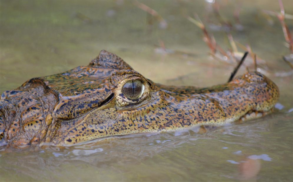 <strong>Close encounters:</strong> A black caiman makes its way in the Mapari River in Guyana.