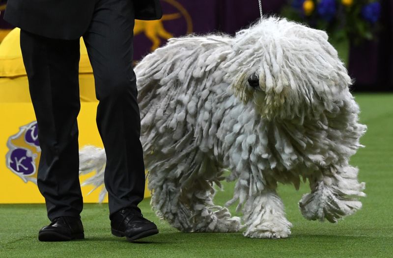 Westminster 2019 best sale dog show