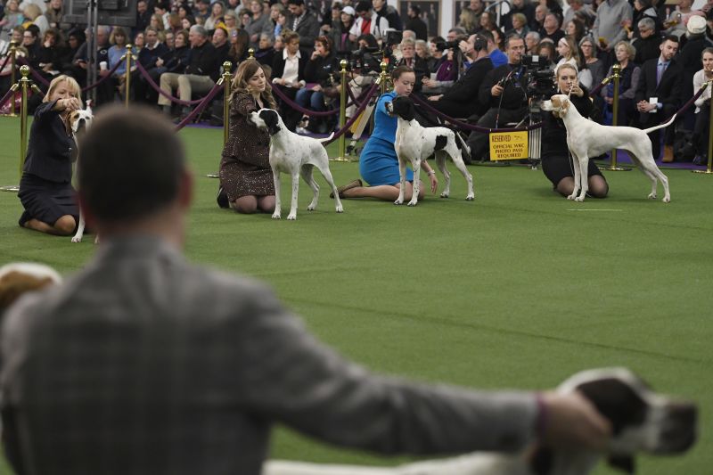 what happens during a dog show