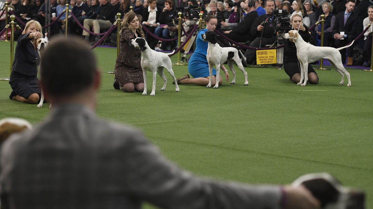 Westminster Dog Show Time, schedule and what you need to know CNN