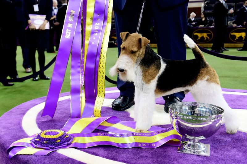 what does purple ribbon mean for dogs