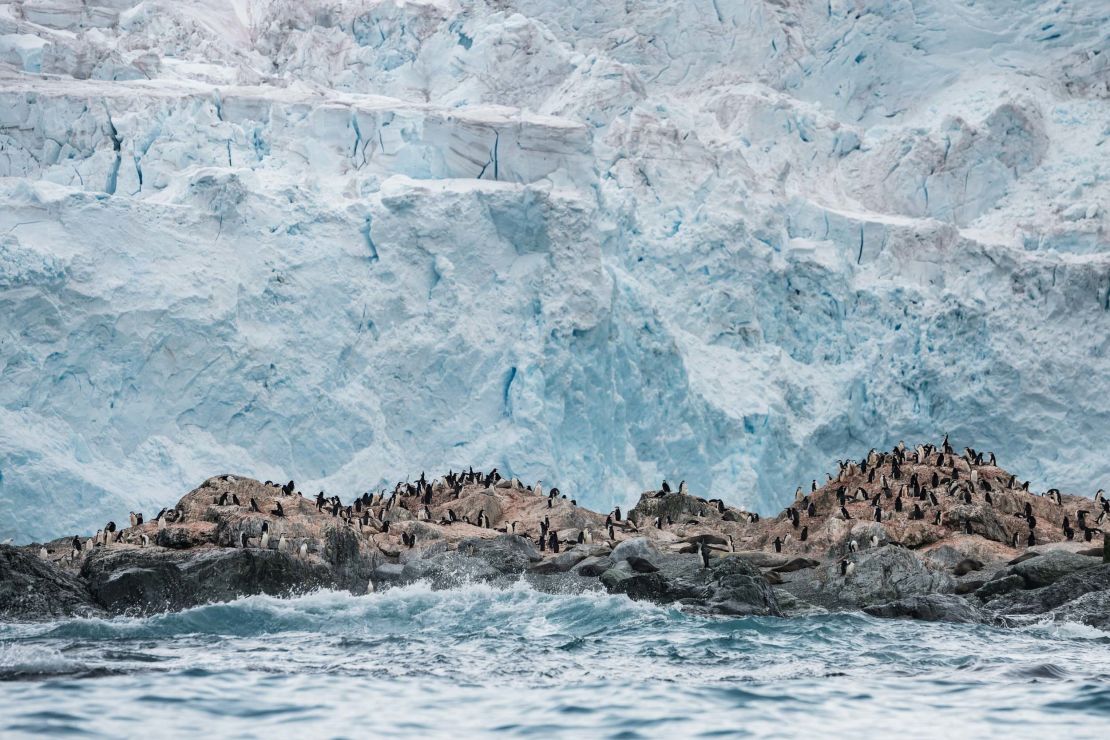 Chinstrap penguin colony in front of a glacier on Elephant Island in Antarctica.