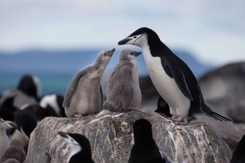 chinstrap penguin