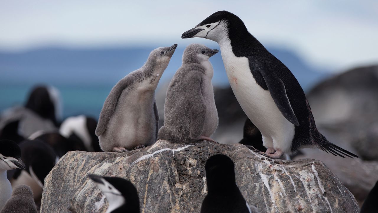 A Chinstrap Penguin colony on Penguin Island.  *This picture were taken in 2020 during the Antarctic leg of the Pole to Pole expedition under the Dutch permit number RWS-2019/40813.
