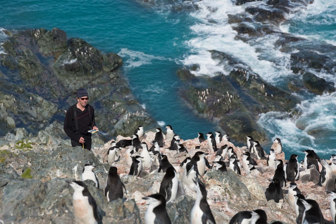 Scientist Steve Forrest, from Stony Brook University, counts chinstrap penguins from the top of a hill on Elephant Island.
