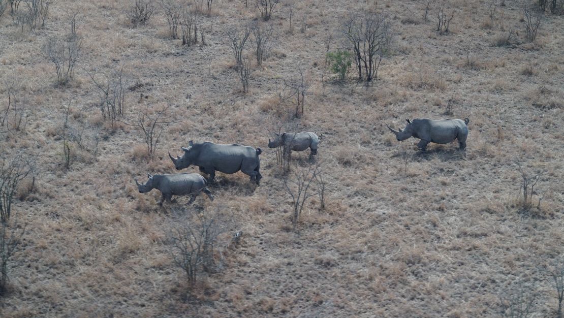 Rhinos in Kruger National Park.