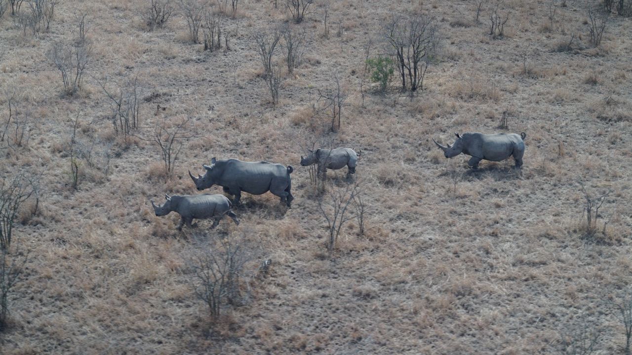 Rhinos in Kruger National Park.