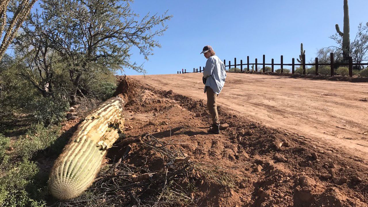 "They're bulldozing a huge amount of pirstine habitat," says Laiken Jordahl of the Center for Biological Diversity.