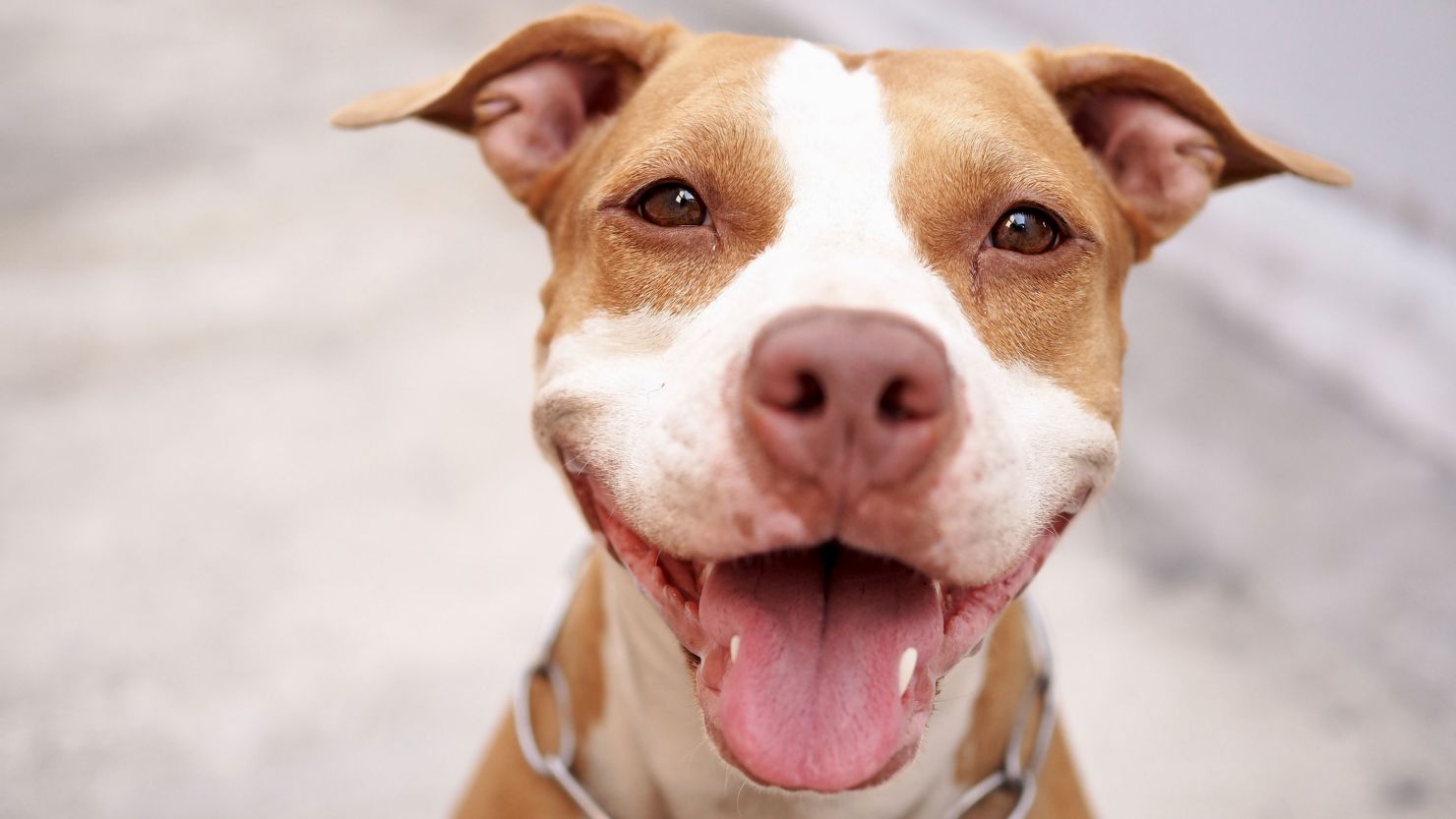 The Denver City Council voted to end the 30-year ban on pit bulls within city limits.