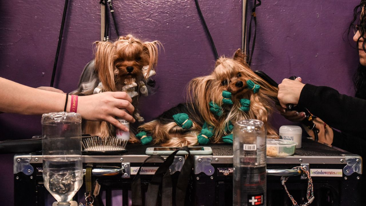 Two Yorkshire terriers are groomed on Monday, February 10.