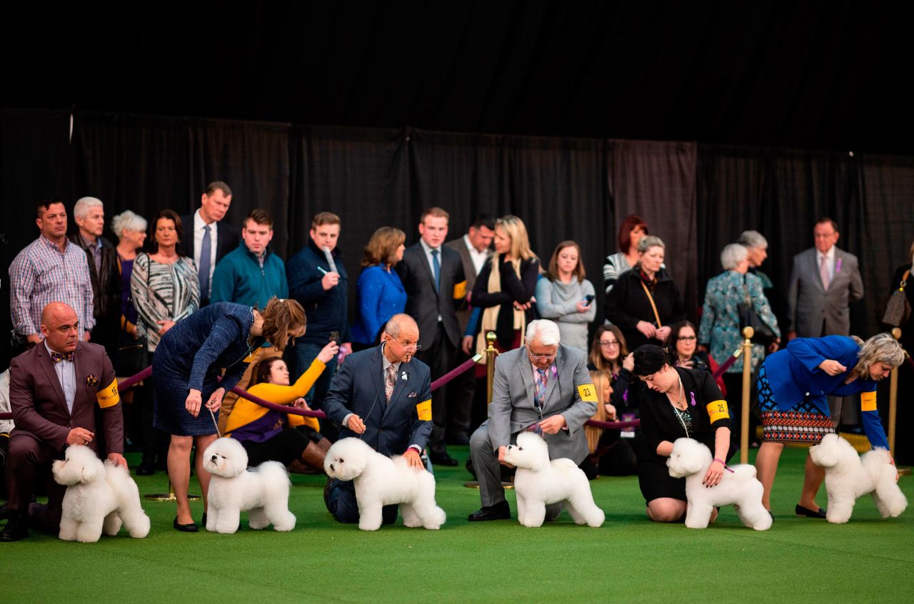 A group of bichon frise competes on February 10.