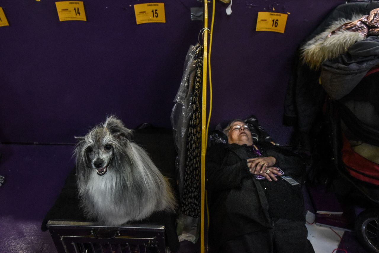 A Chinese crested dog waits in a holding area.