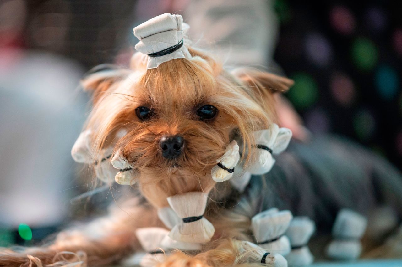 A dog is primped before participating in the show.