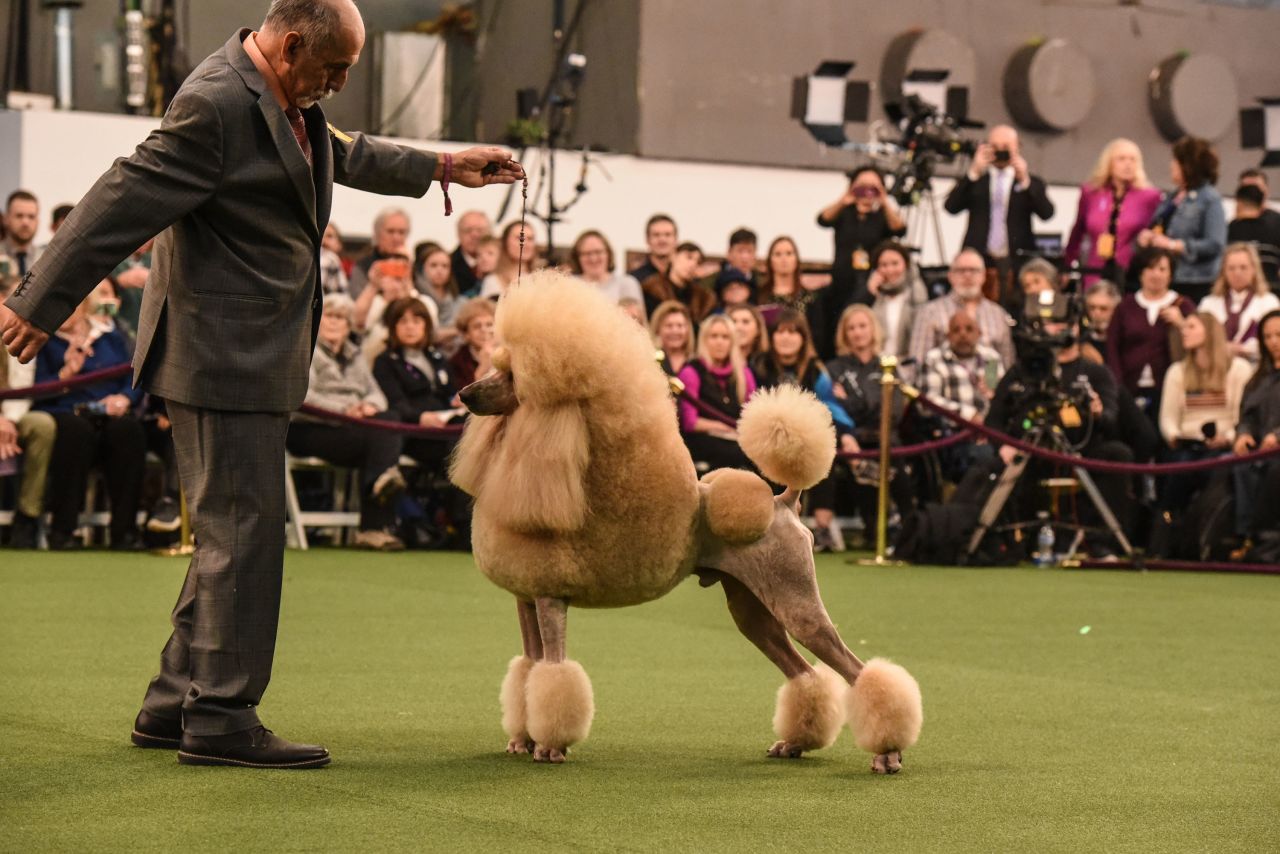A poodle during the judging phase on February 10.