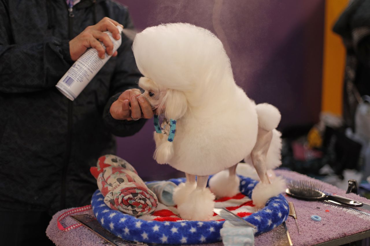 A toy poodle is groomed before competition.