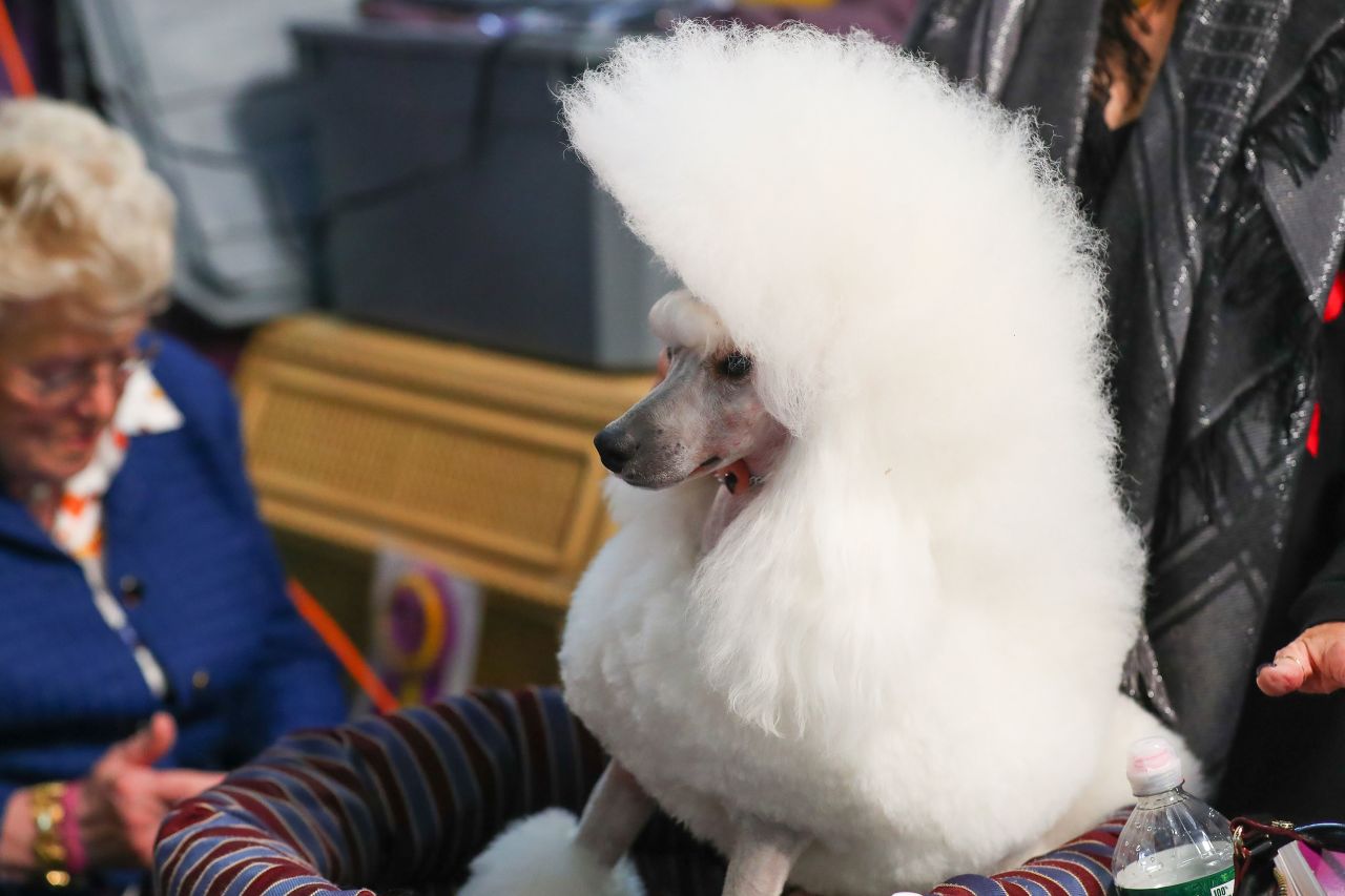 A standard poodle waits to participate.