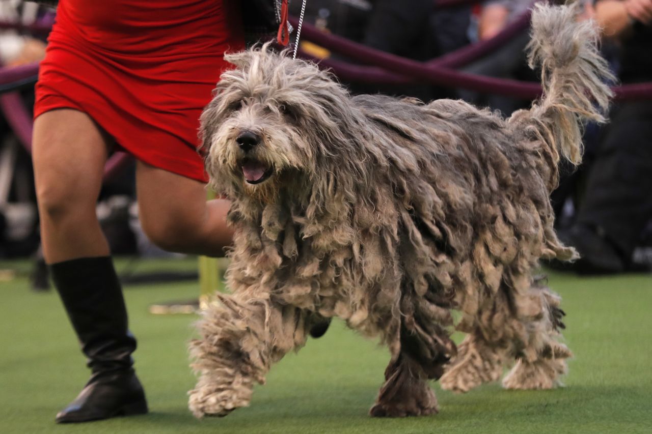 A Bergamasco shepherd competes on February 10.