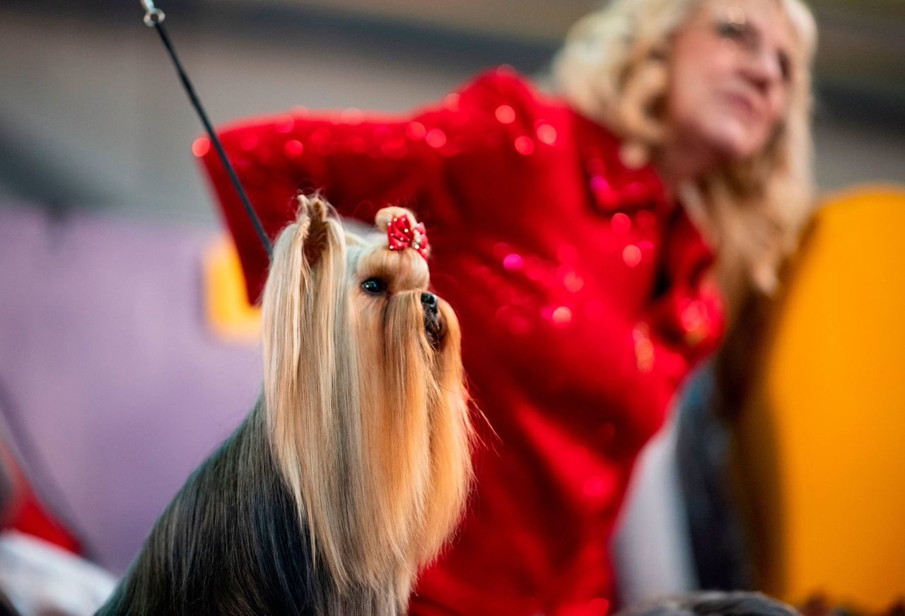 Westminster is a benched dog show, which means that when the dogs are not being judged they are in an assigned area for fans to visit them.