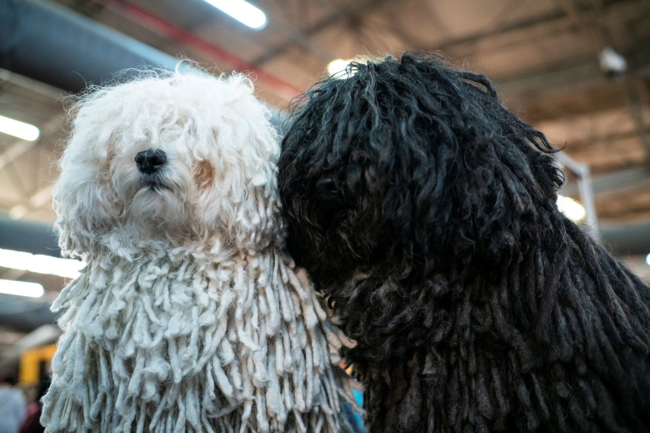 Two puli dogs get ready backstage.