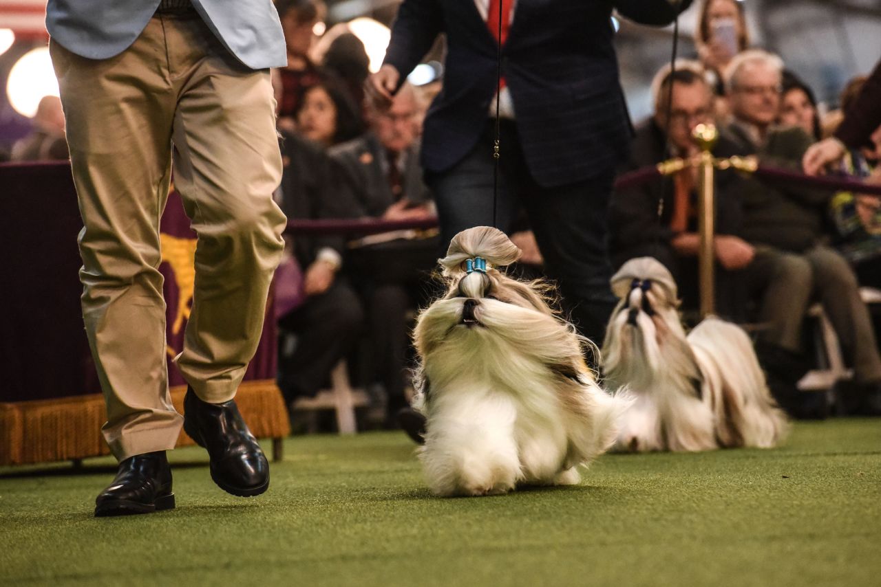 Shih Tzu dogs are judged on February 10.