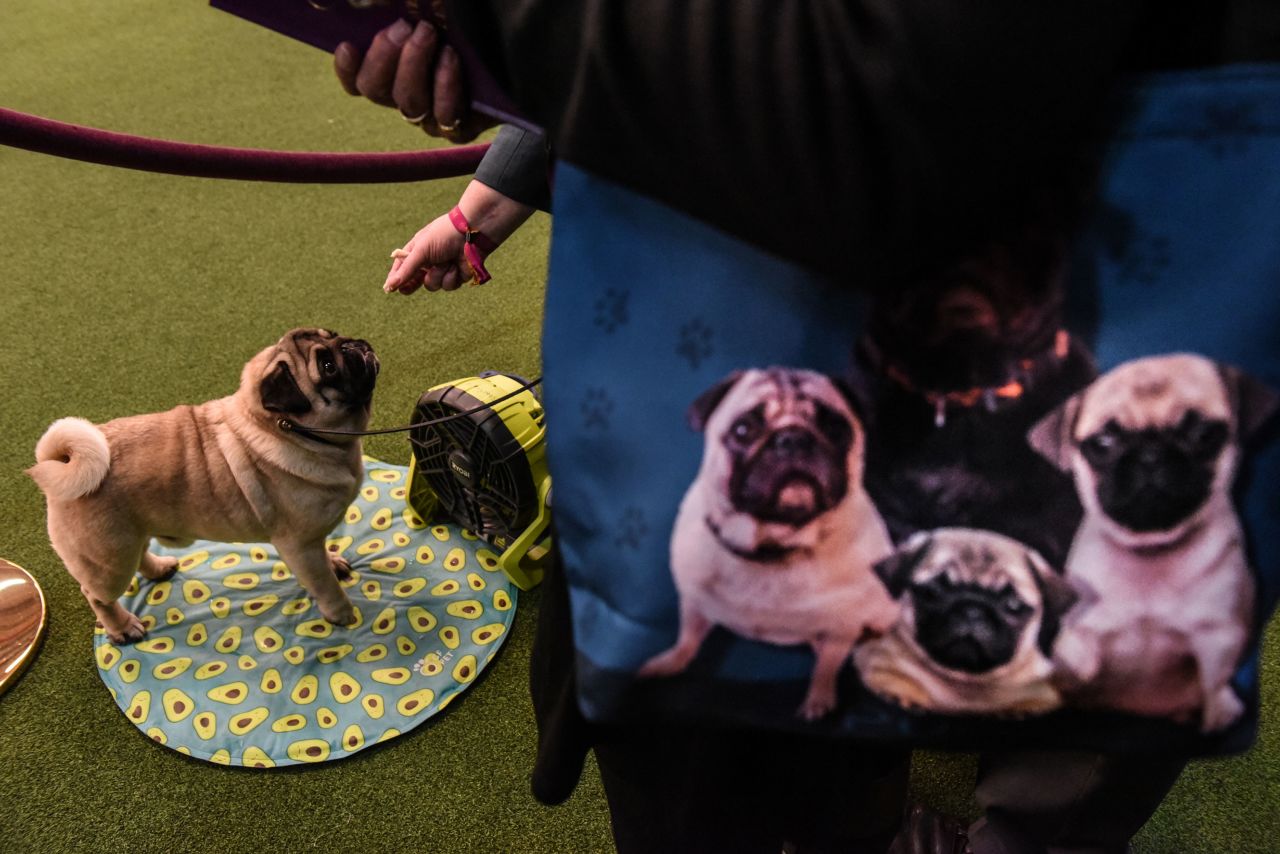 A pug waits on the sidelines on February 10.