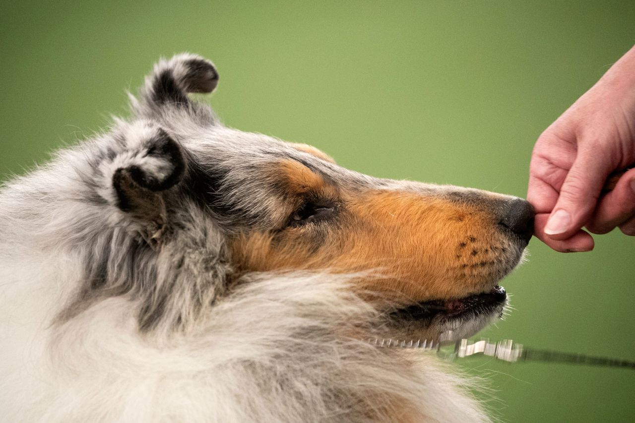 A rough collie competes on Sunday, February 9.