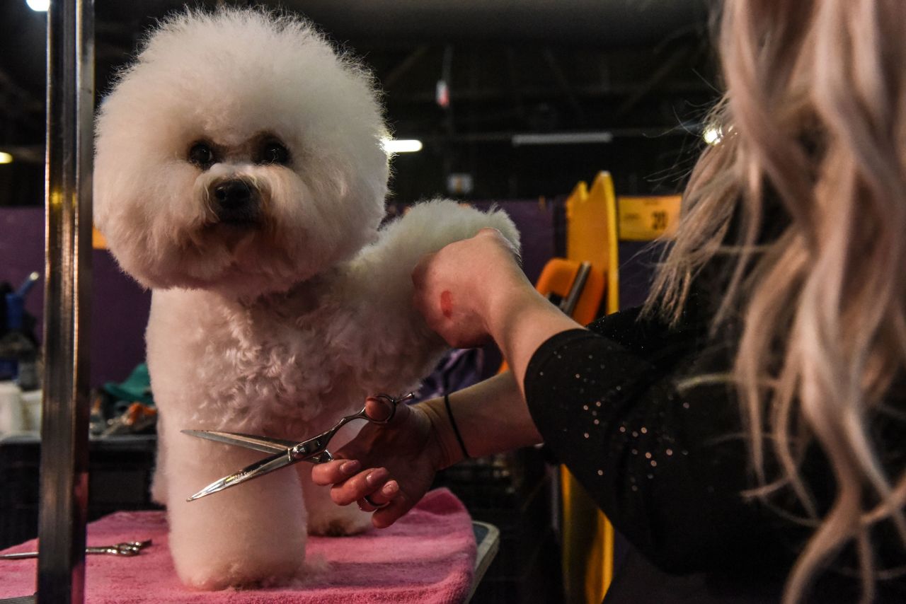 A bichon frise is groomed on February 10.