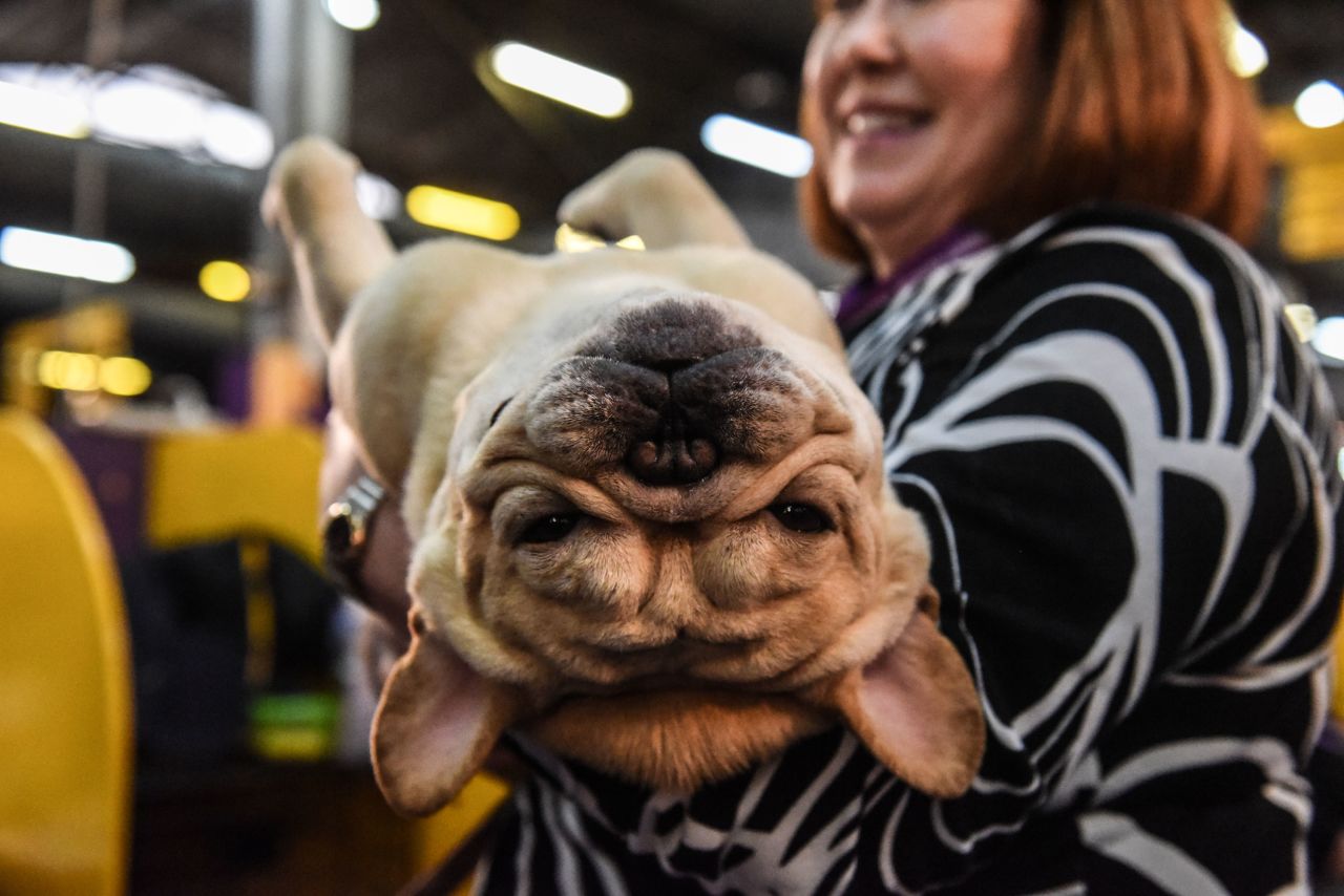 A woman holds a French bulldog.