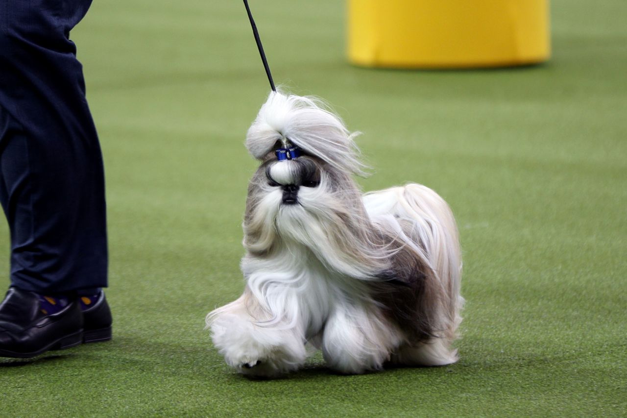 There is a Best in Show category, but trophies can also be won for various dog groups.