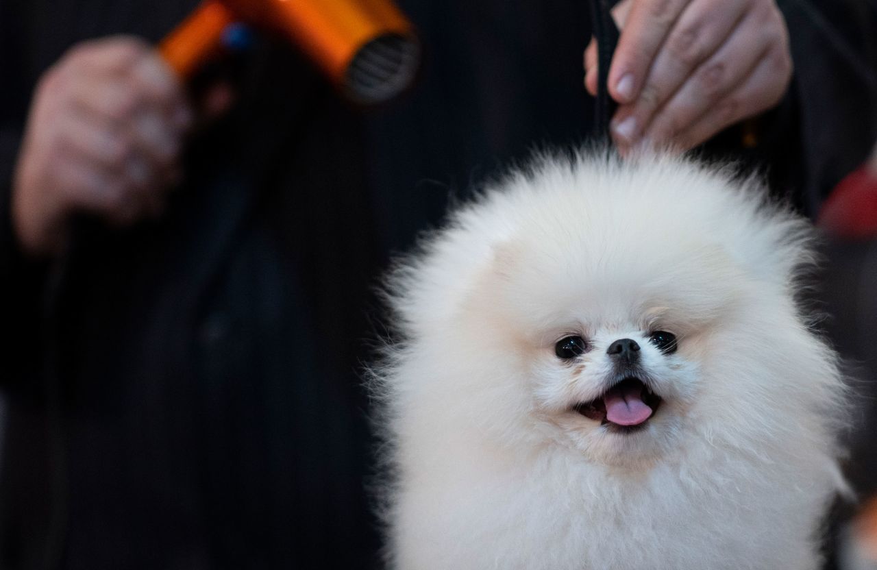 A dog is groomed on February 10.