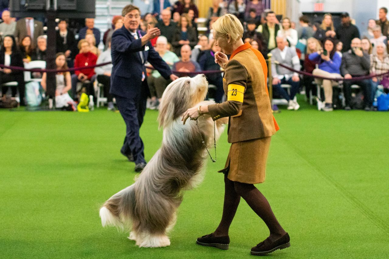 An Old English sheepdog is seen during breed judging on February 9.
