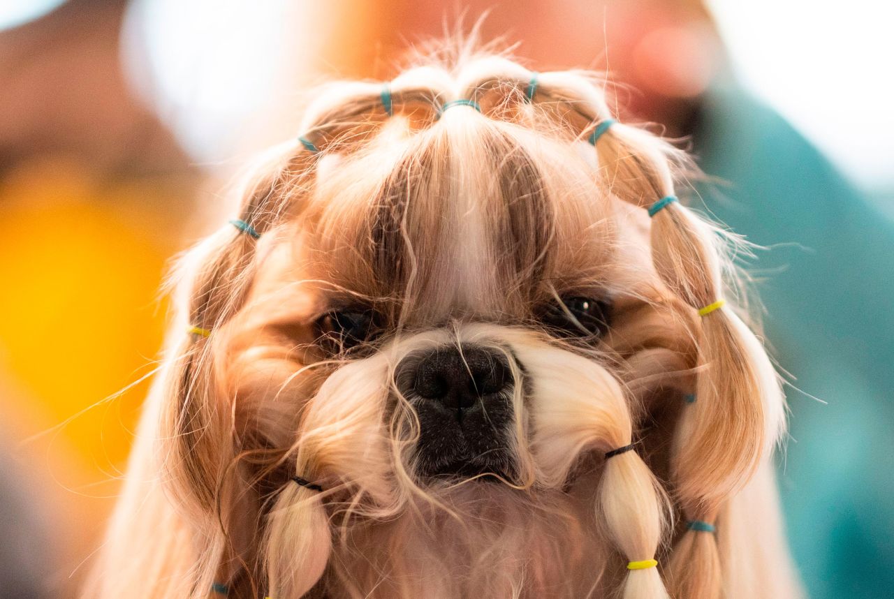 A dog is prepared on February 10.
