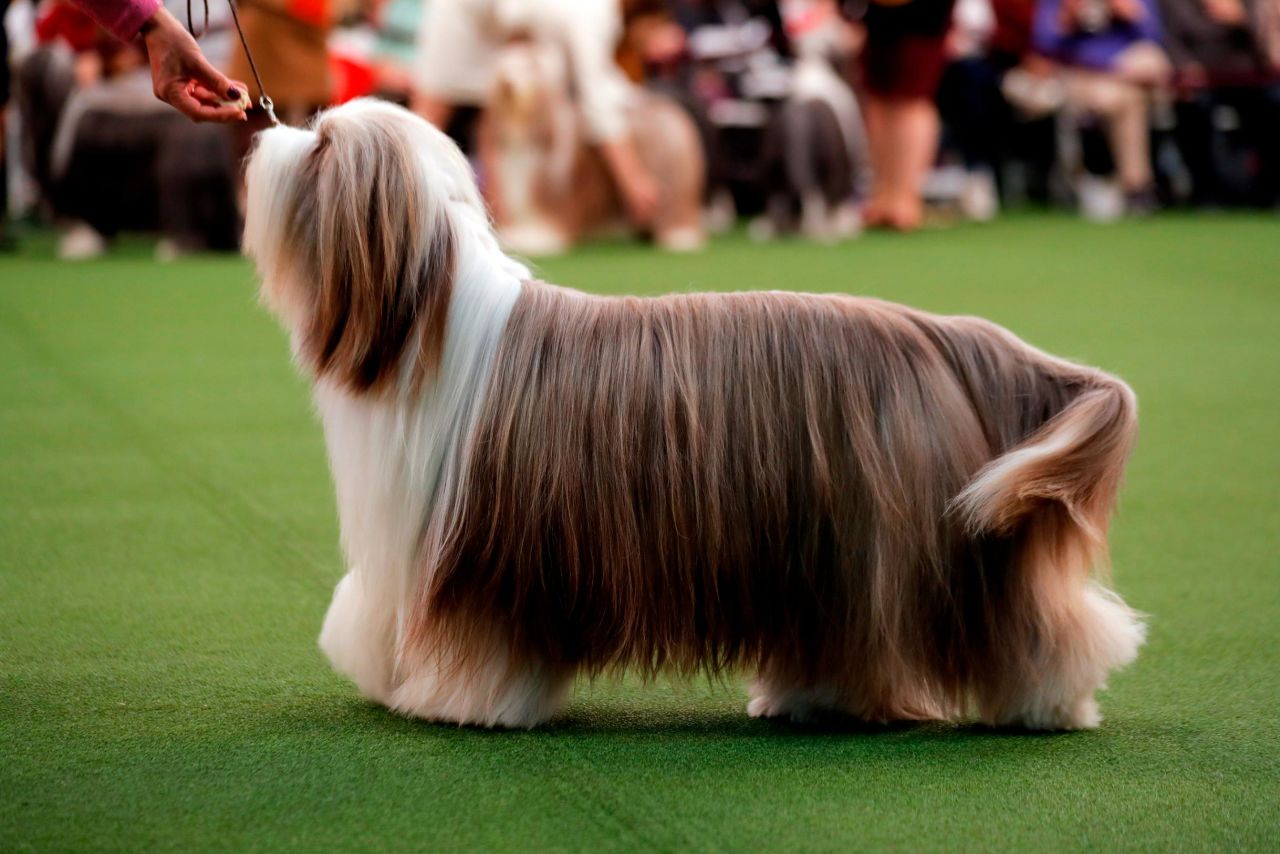 A bearded collie is seen during breed judging on February 9.