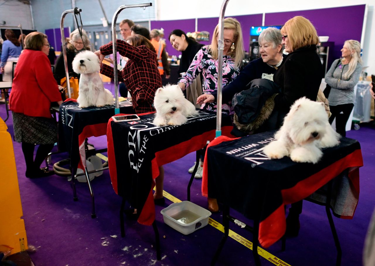 Dogs are groomed on February 10.